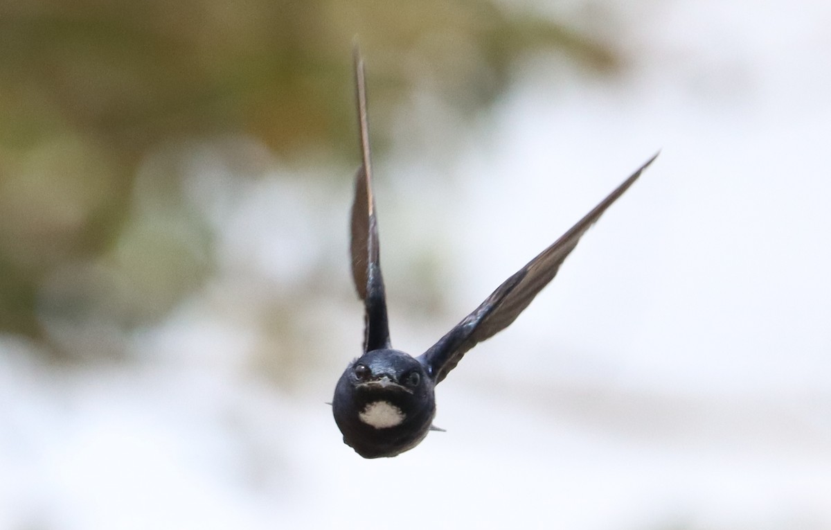 White-throated Blue Swallow - ML611320819