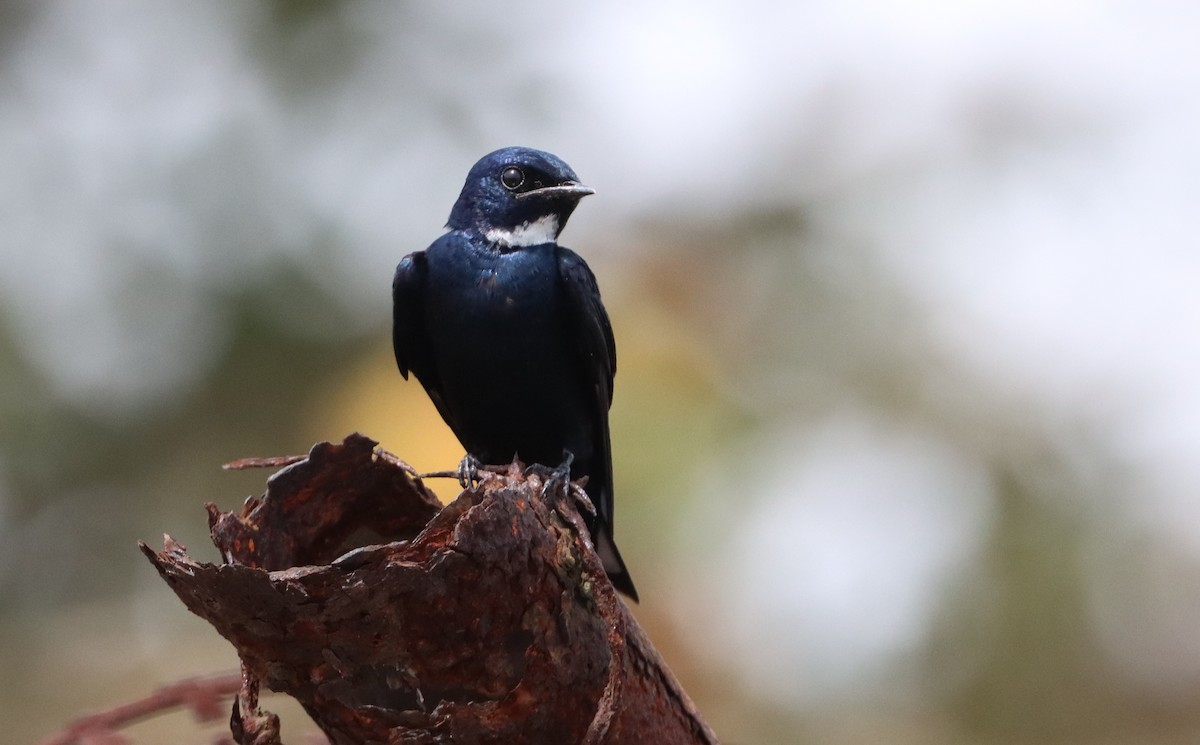 White-throated Blue Swallow - ML611320820