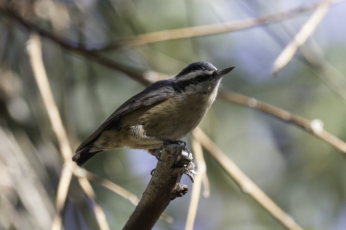 Red-breasted Nuthatch - ML611321189