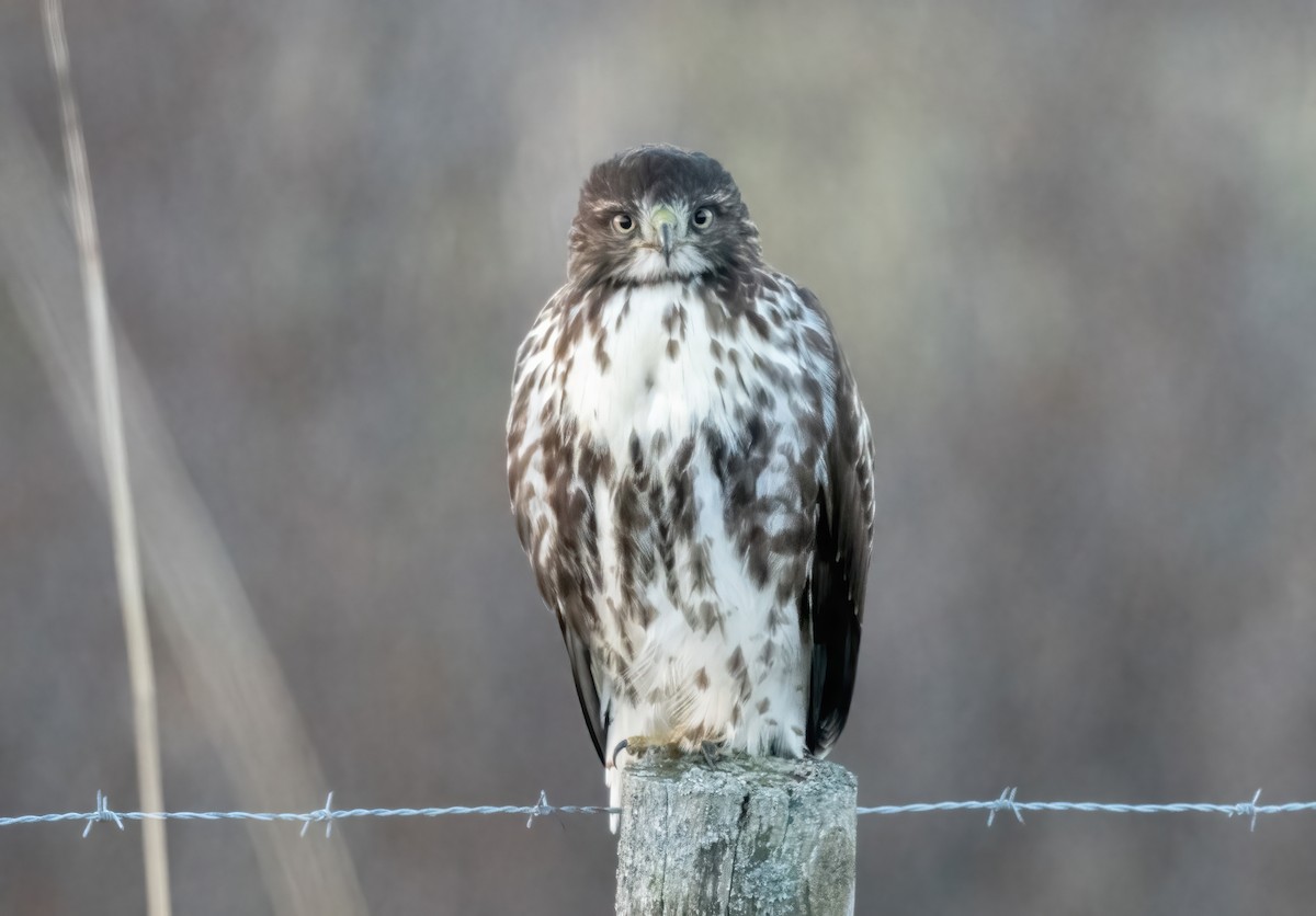 Red-tailed Hawk - ML611321429