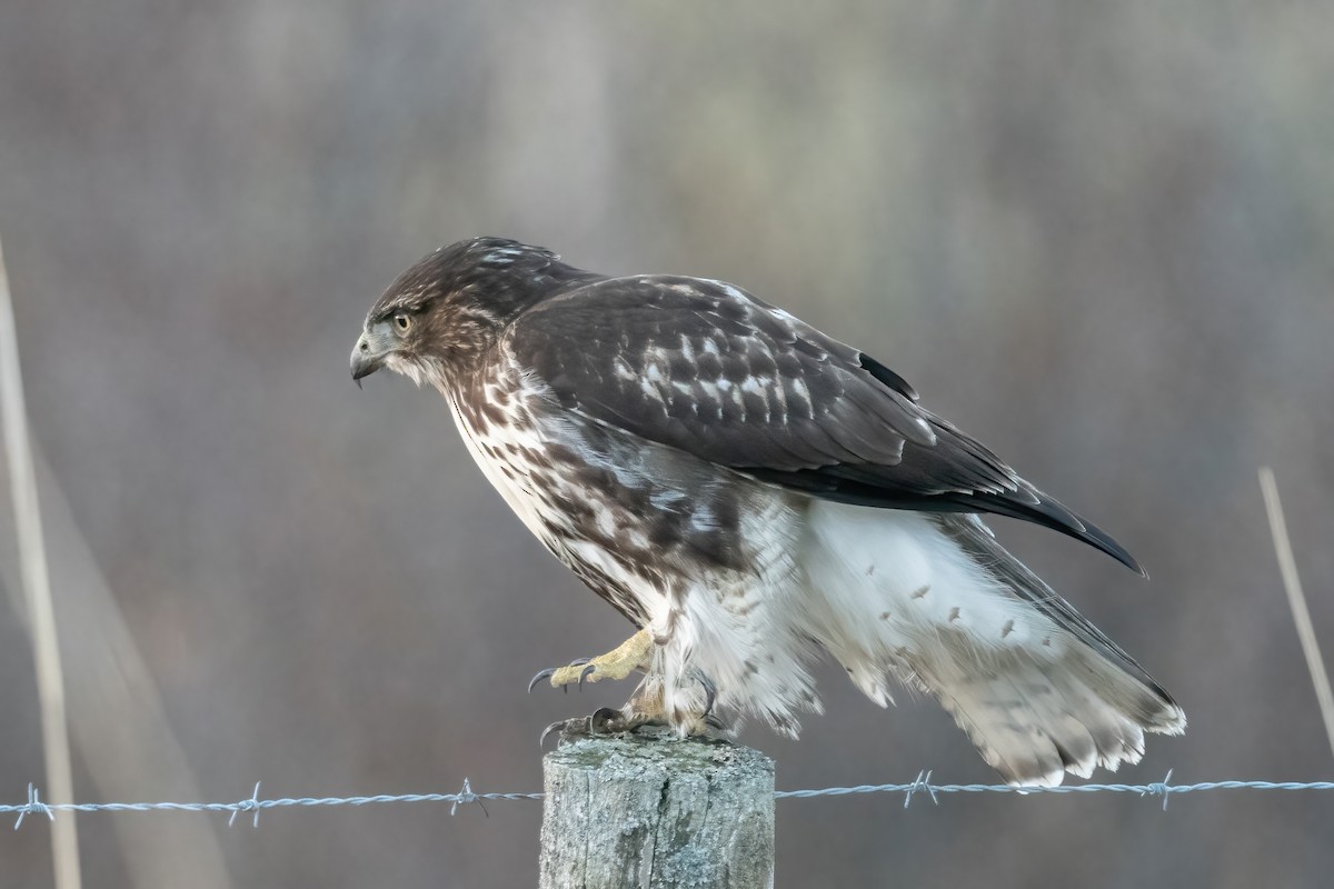 Red-tailed Hawk - ML611321431