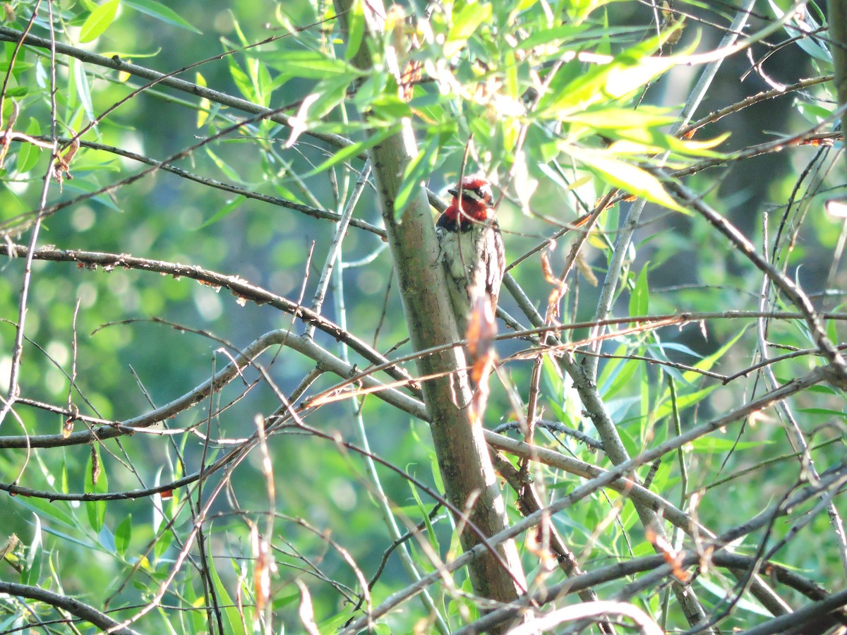 Red-naped x Red-breasted Sapsucker (hybrid) - Lukas Evans