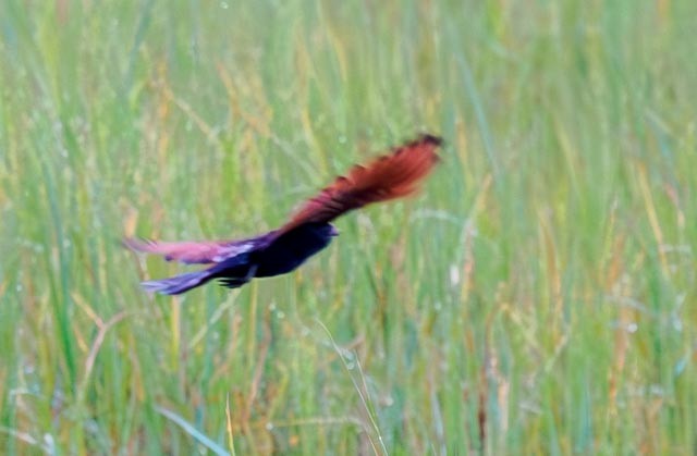 Black Coucal - ML611321567