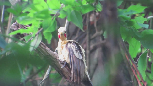 Cream-colored Woodpecker - ML611321642