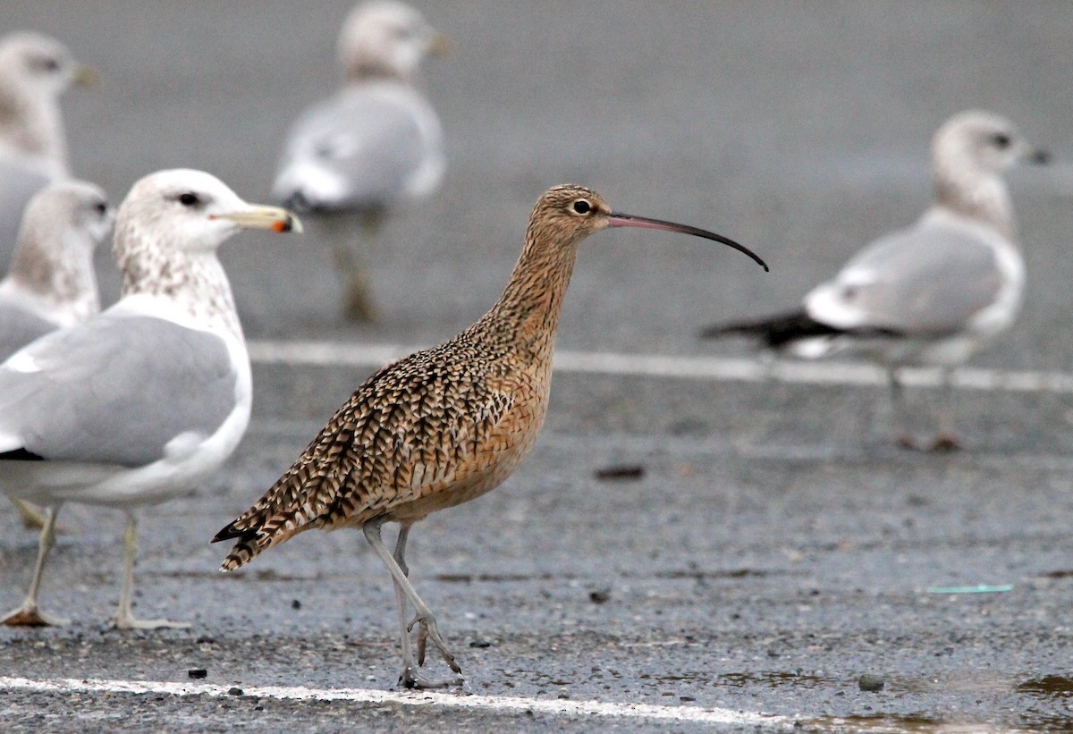 Long-billed Curlew - ML611321860
