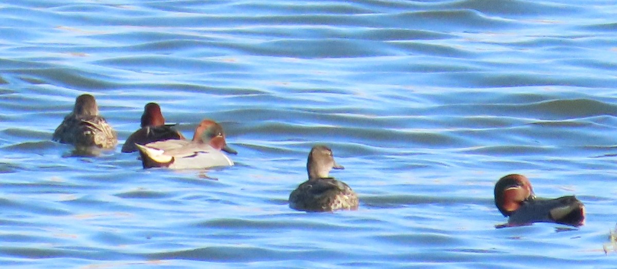 Green-winged Teal - ML611322016