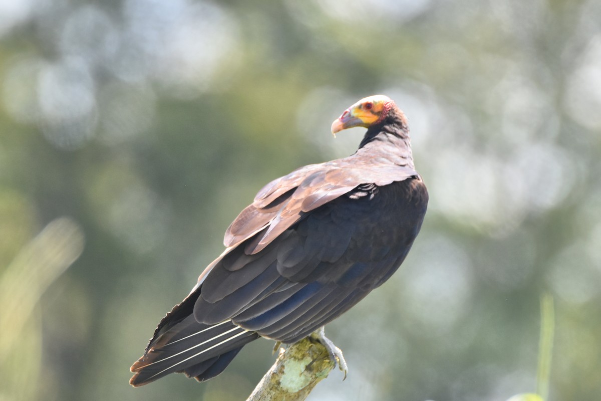 Lesser Yellow-headed Vulture - ML611322162