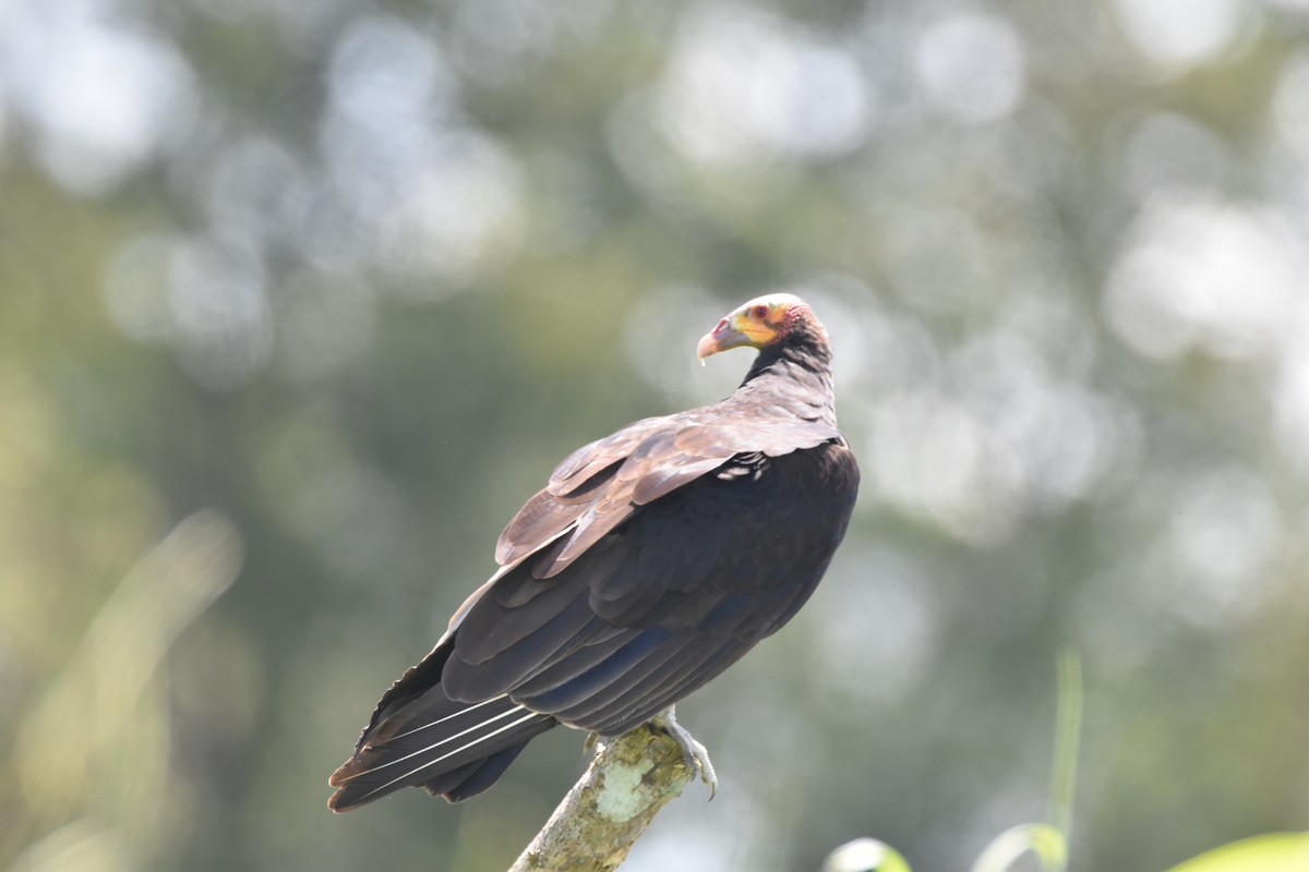 Lesser Yellow-headed Vulture - ML611322164