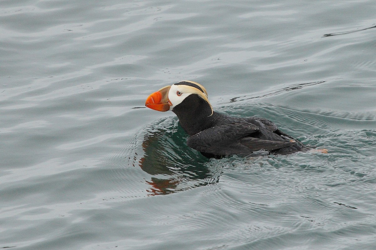 Tufted Puffin - ML611322212