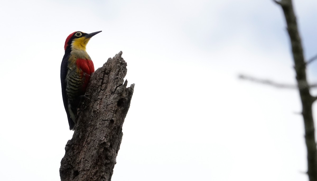Yellow-fronted Woodpecker - ML611322406
