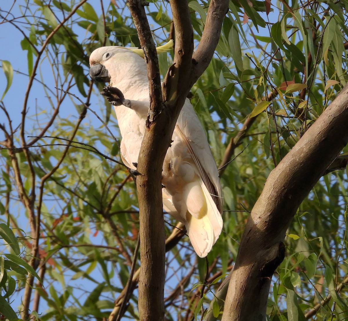 Sulphur-crested Cockatoo - Gary Graves