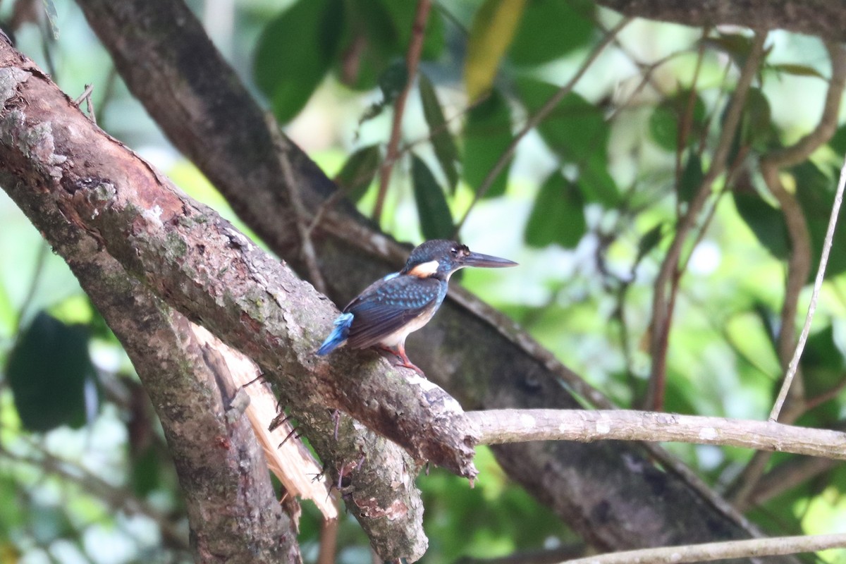 Malaysian Blue-banded Kingfisher - Alexander Cherinko
