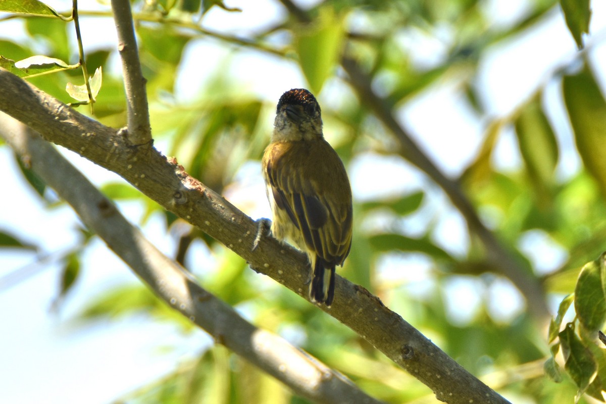 Olivaceous Piculet - Peter Kavouras