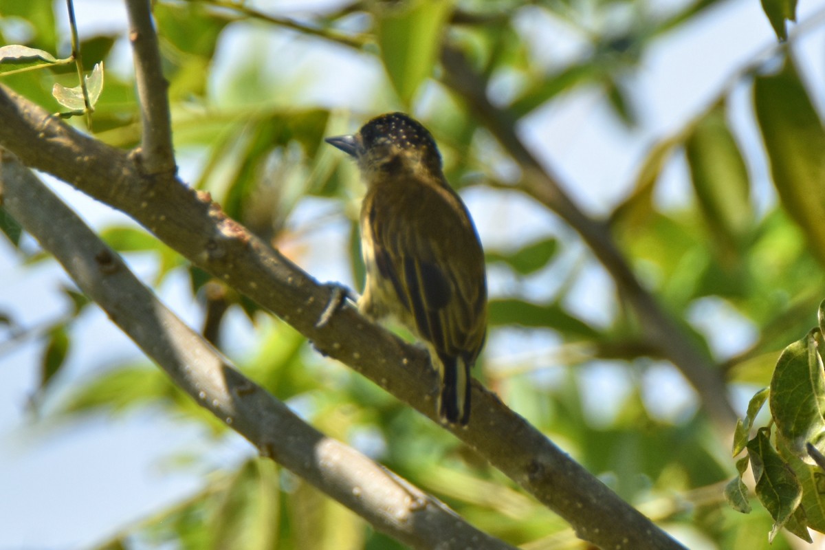 Olivaceous Piculet - ML611322548