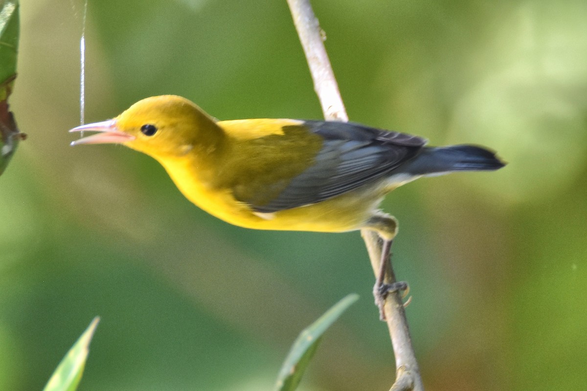 Prothonotary Warbler - Peter Kavouras