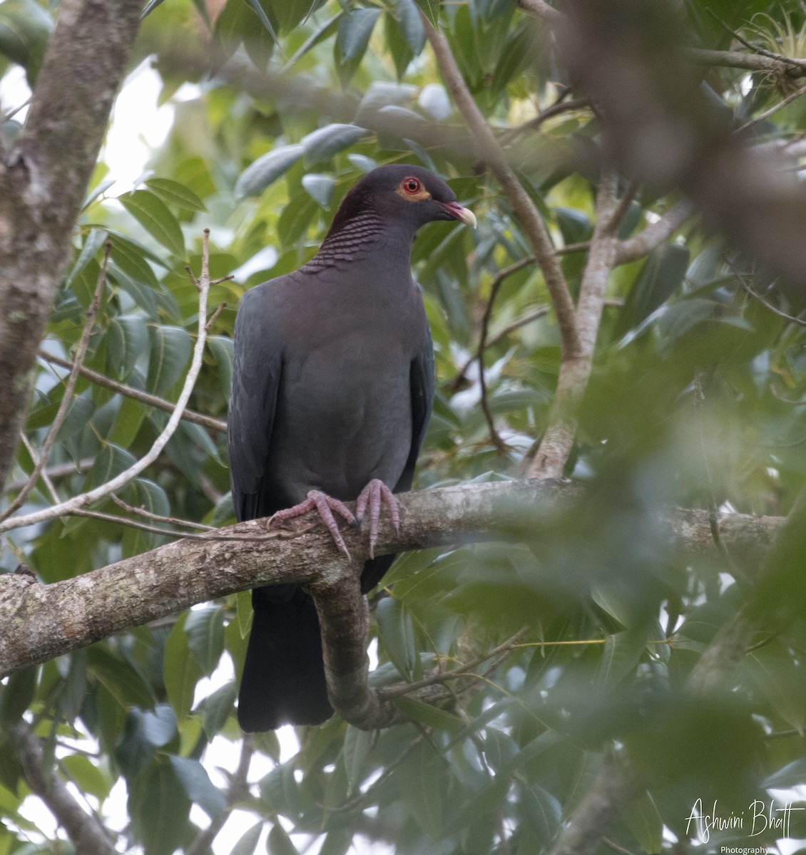 Scaly-naped Pigeon - ML611322616