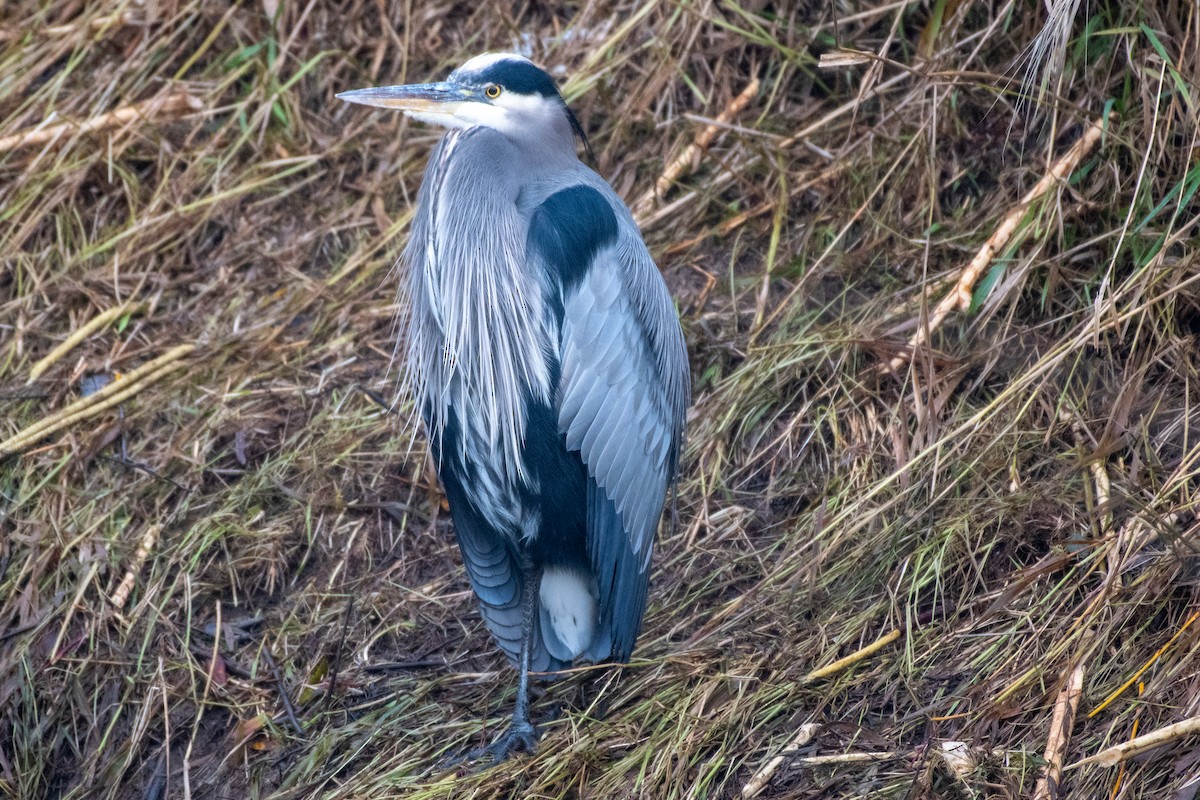 Great Blue Heron at Abbotsford--Willband Creek Park by Chris McDonald