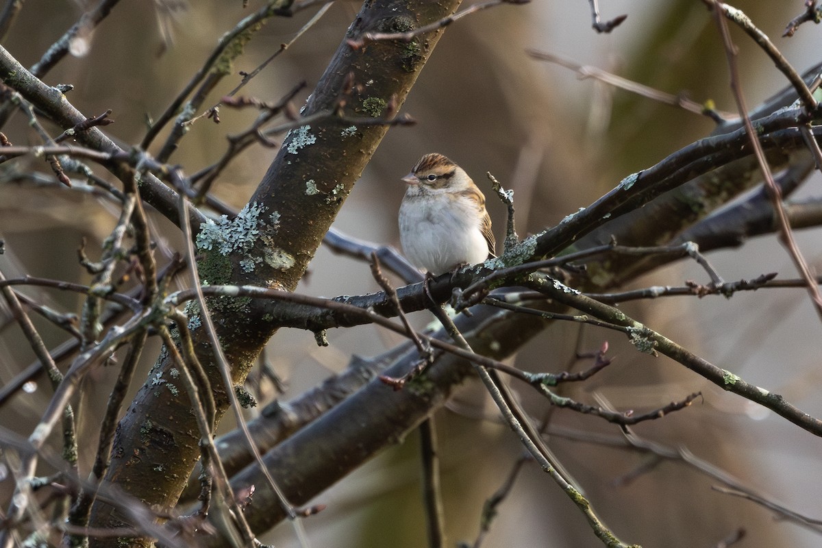 Chipping Sparrow - ML611323140