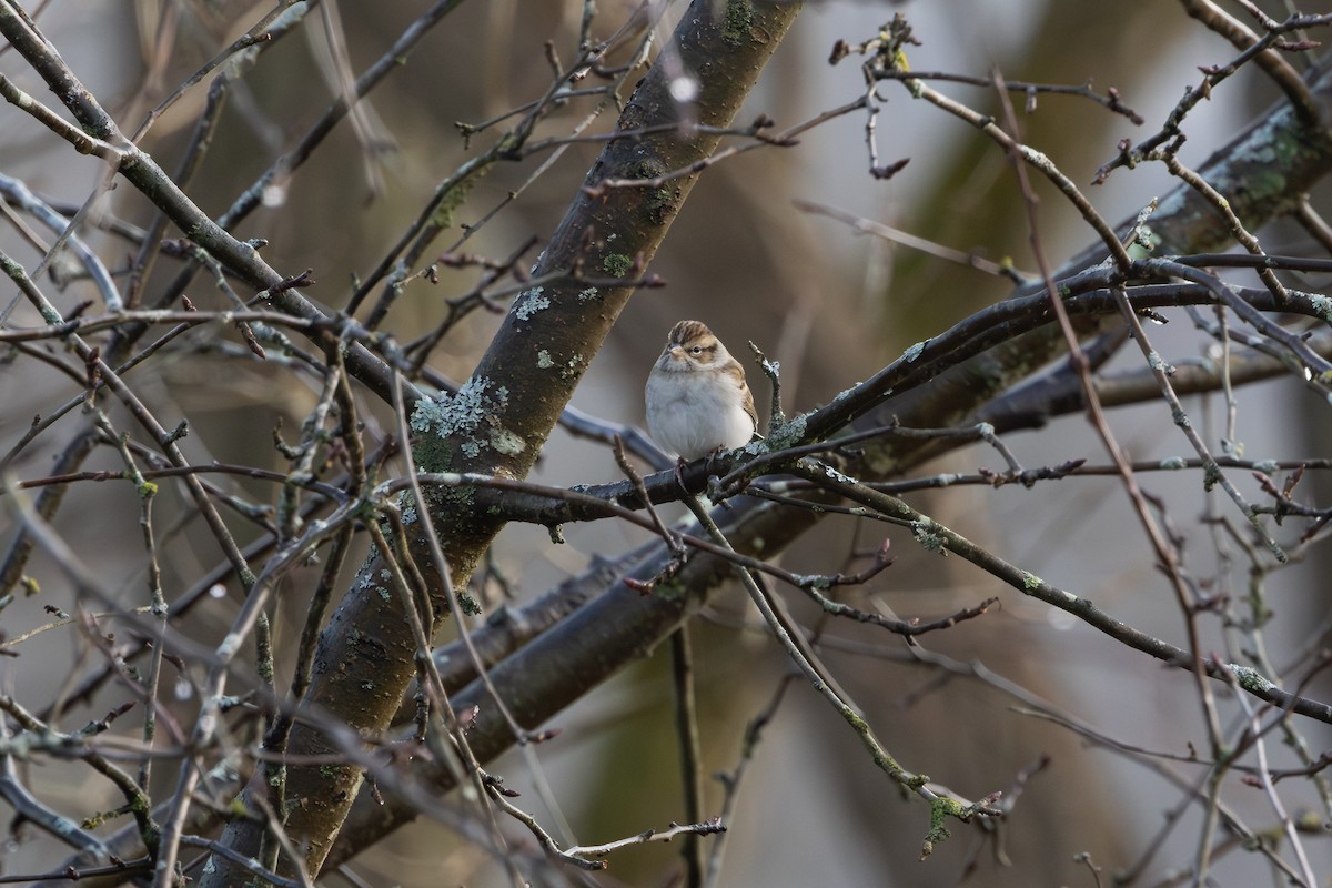 Chipping Sparrow - ML611323141