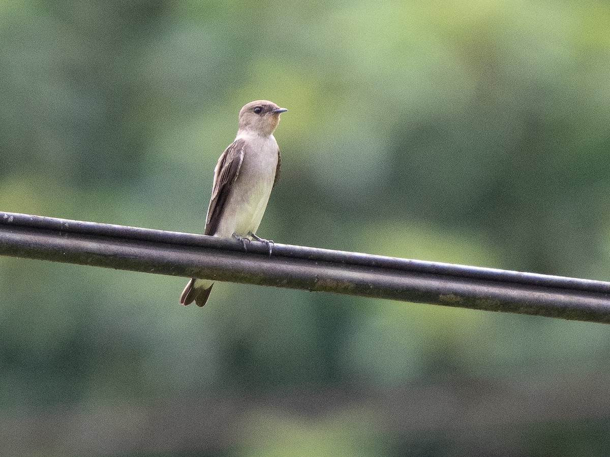 Southern Rough-winged Swallow - ML611323182