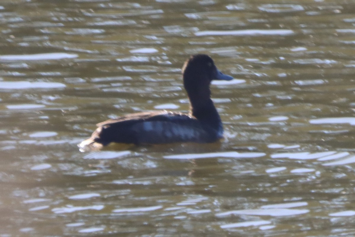 Greater Scaup - ML611323473