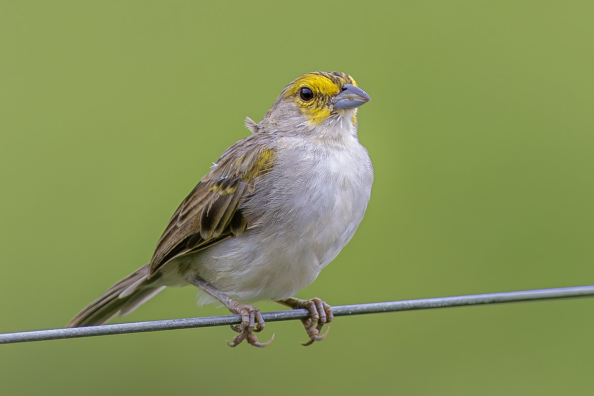 Yellow-browed Sparrow - Jose Juan Pamplona