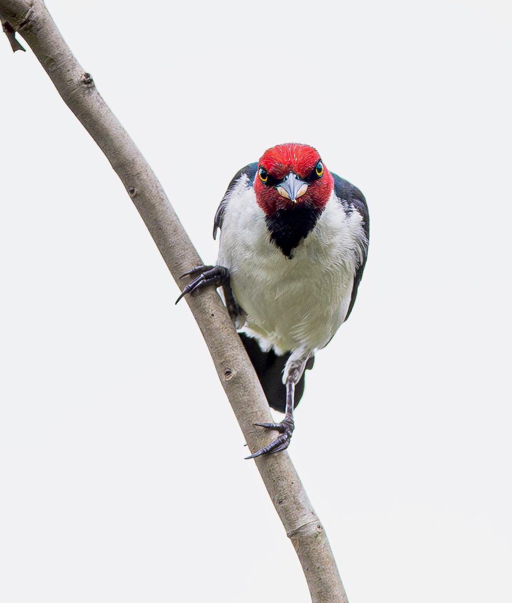 Red-capped Cardinal - ML611323799