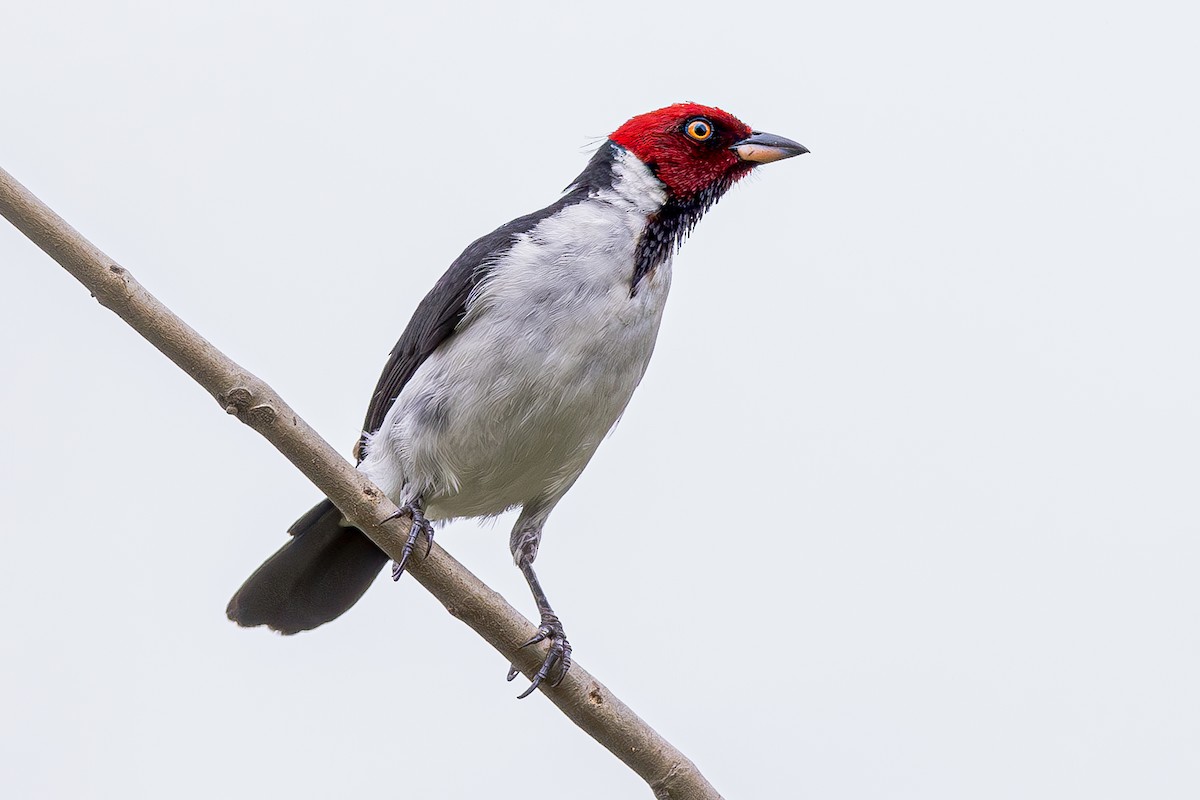 Red-capped Cardinal - ML611323800