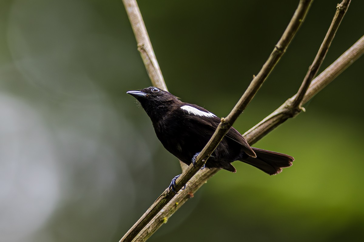 White-shouldered Tanager - ML611323839