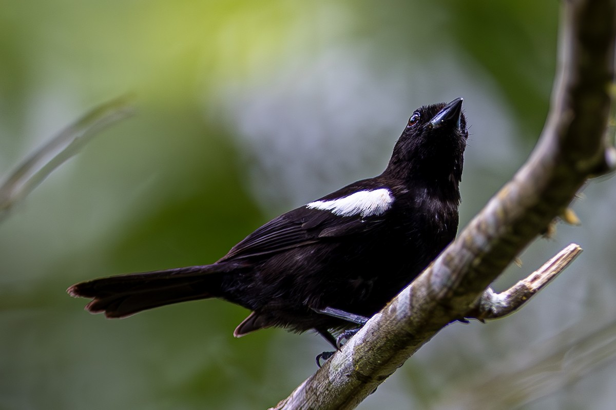 White-shouldered Tanager - ML611323840
