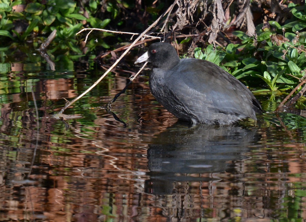 American Coot (Red-shielded) - ML611323850