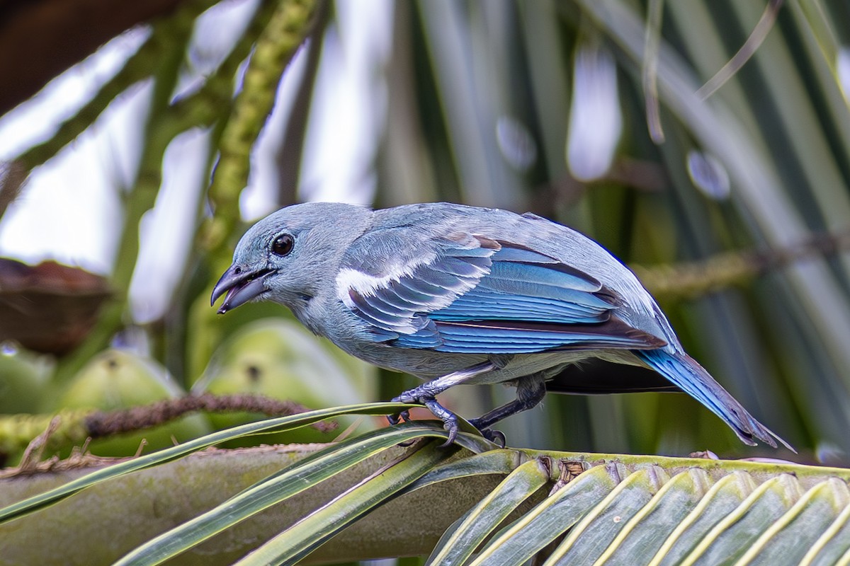 Blue-gray Tanager - ML611323851