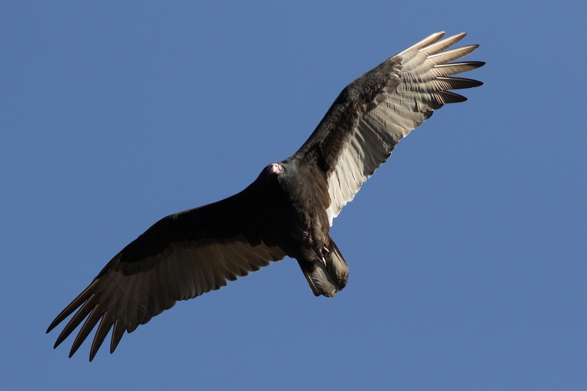 Turkey Vulture - ML611323874