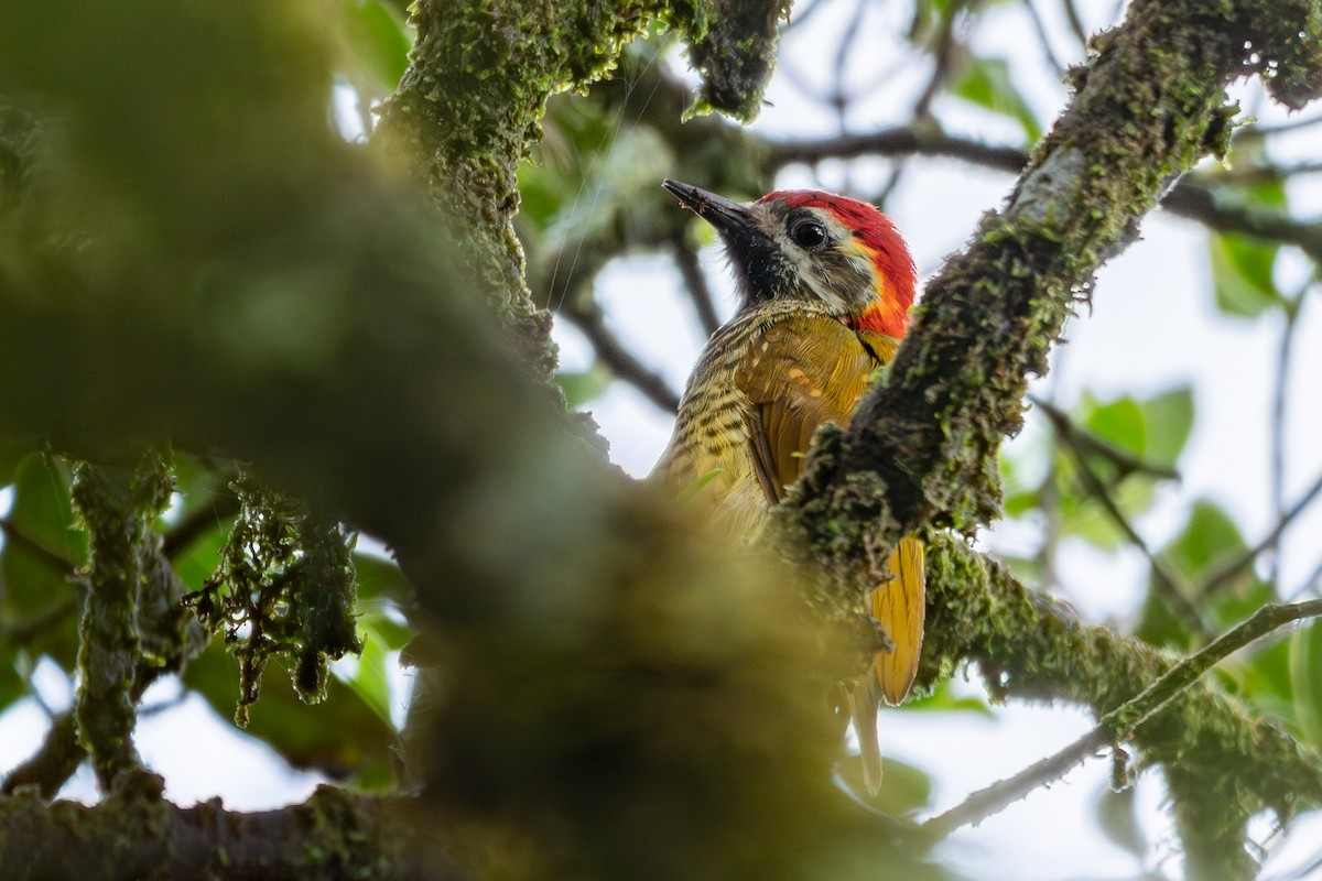 Yellow-vented Woodpecker - ML611324103