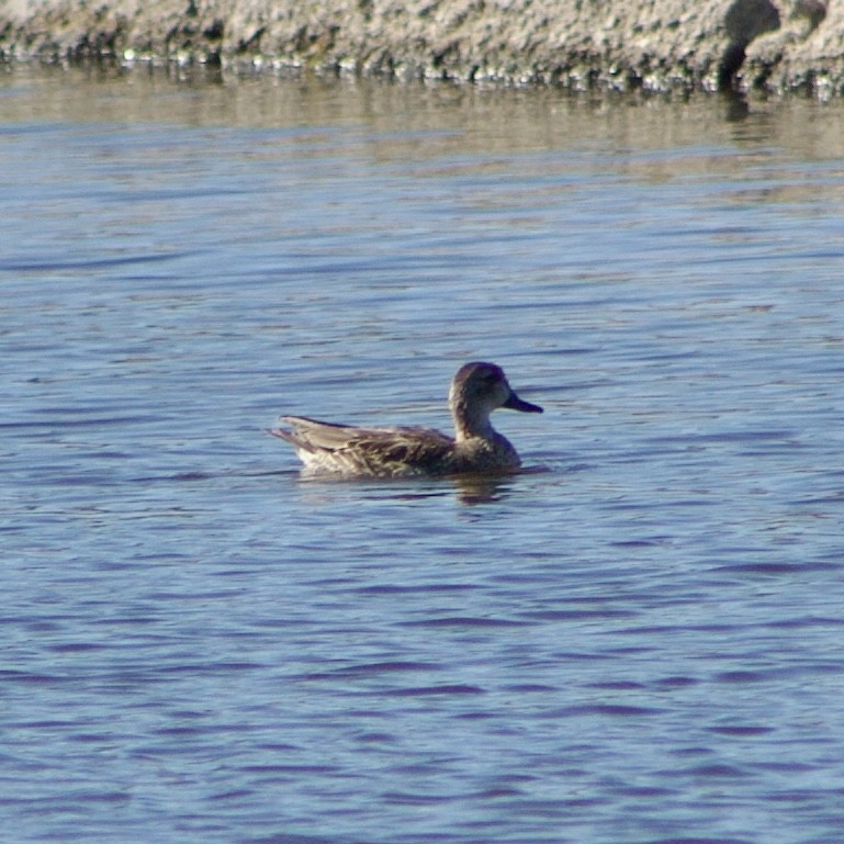 Green-winged Teal - ML611324338
