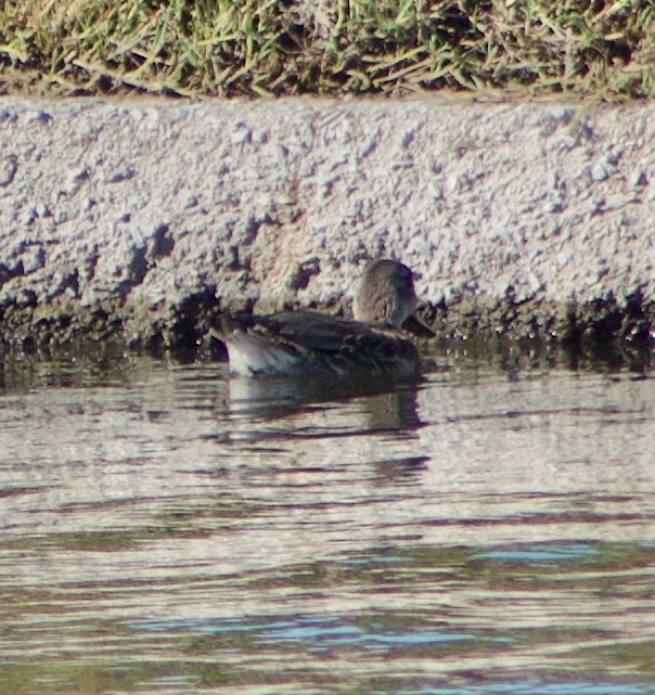 Green-winged Teal - ML611324340