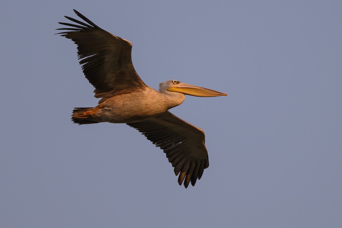 Pink-backed Pelican - ML611324349