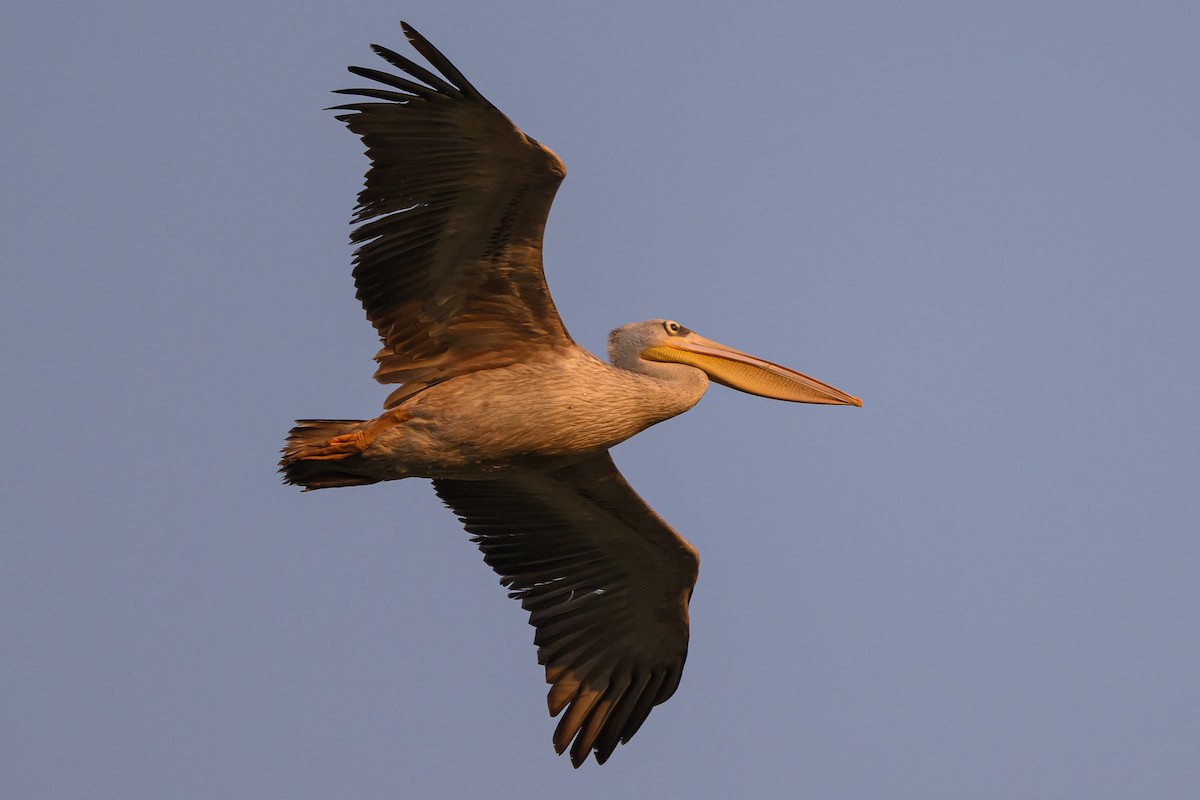 Pink-backed Pelican - ML611324354