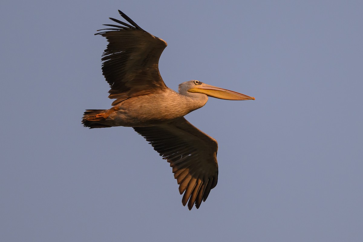 Pink-backed Pelican - ML611324356