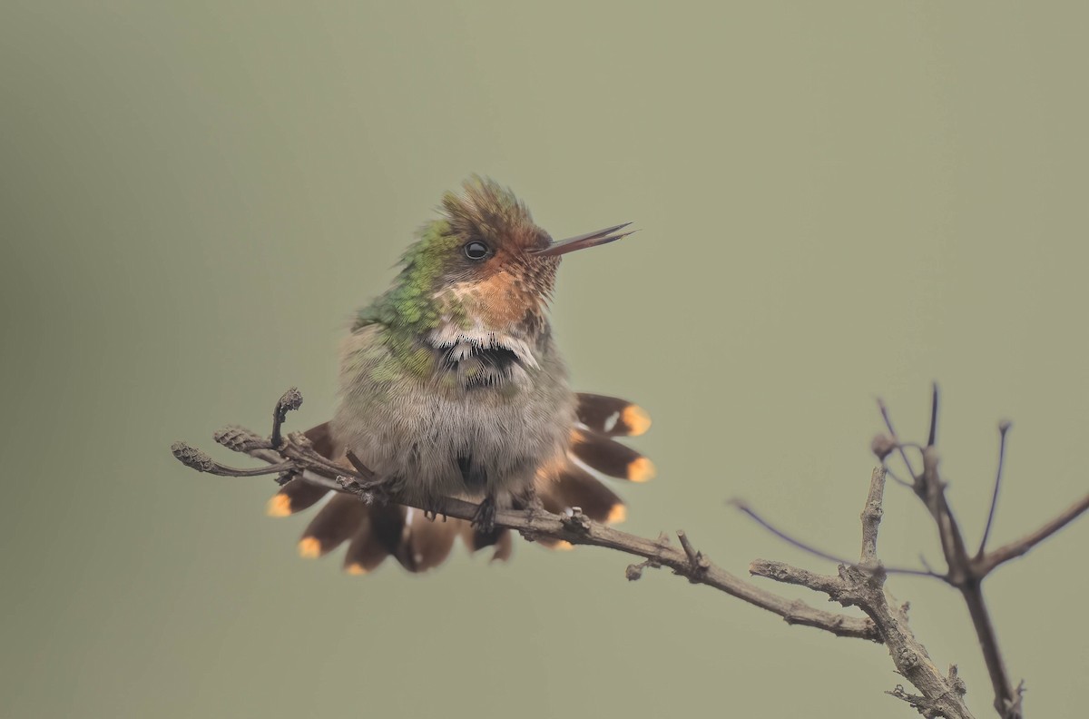 Frilled Coquette - ML611324850
