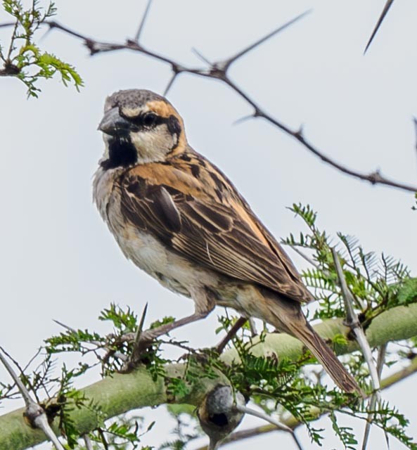 Shelley's Rufous Sparrow - ML611325357