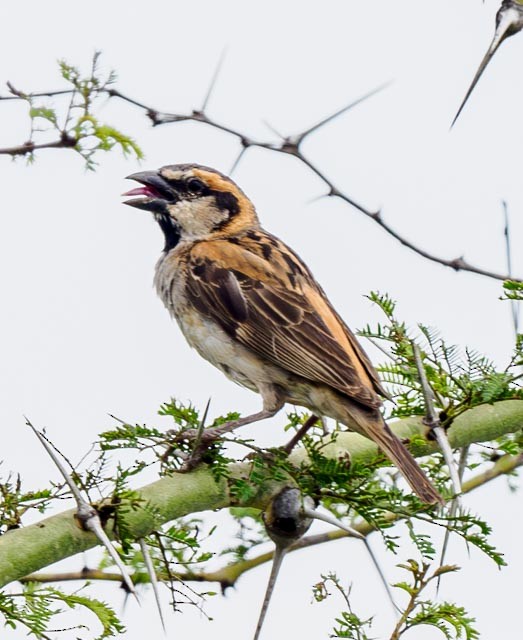 Shelley's Rufous Sparrow - ML611325375
