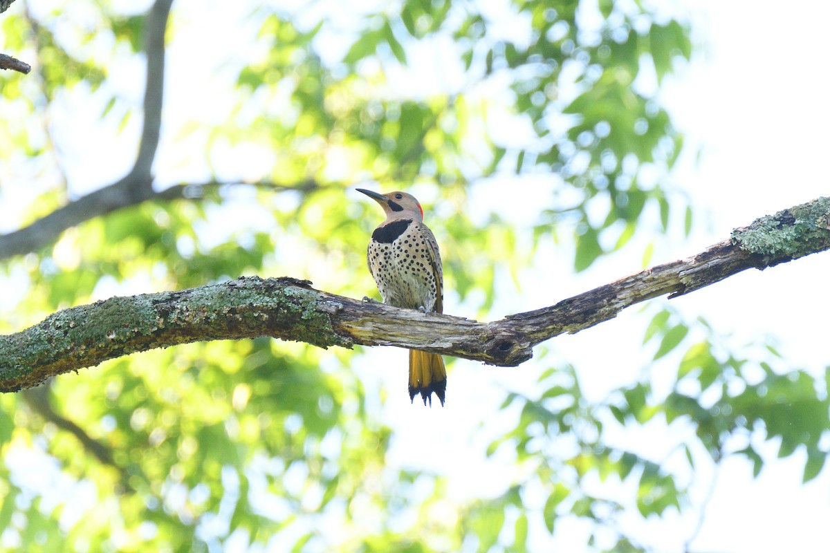 Northern Flicker (Yellow-shafted) - ML611325783