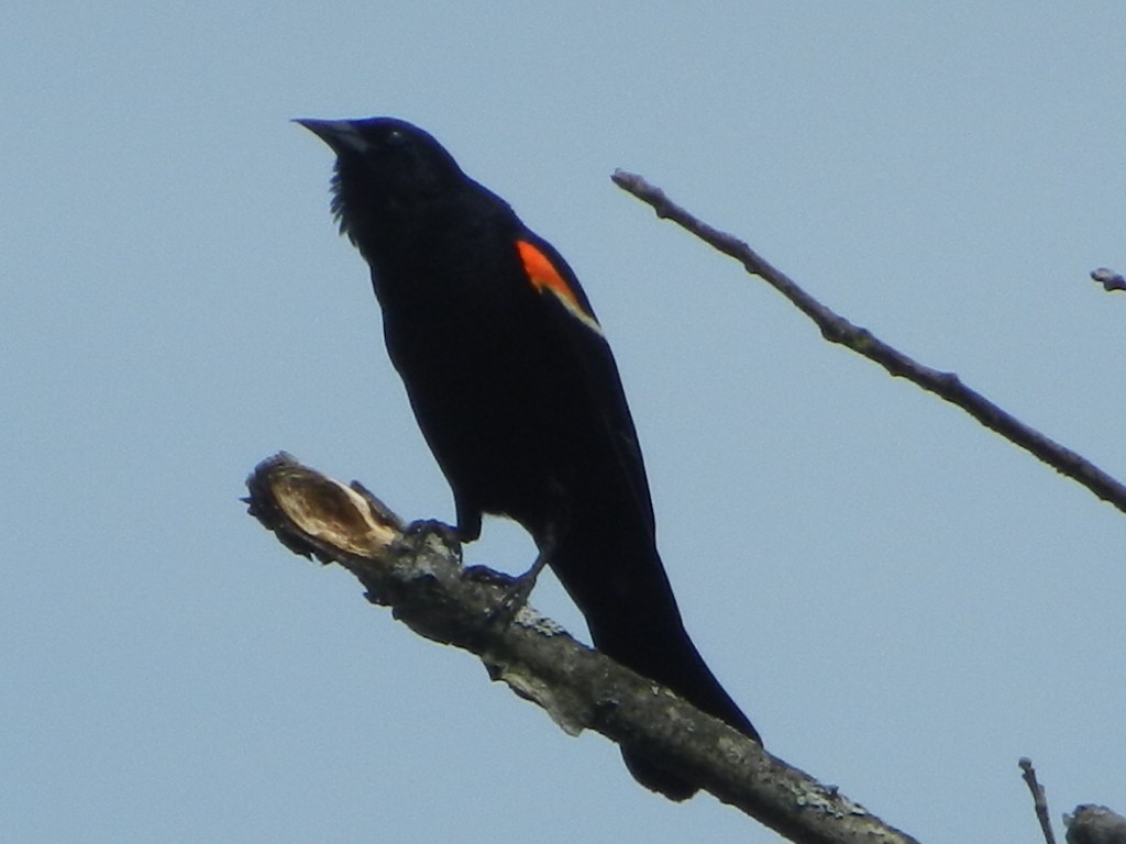 Red-winged Blackbird - ML61132581