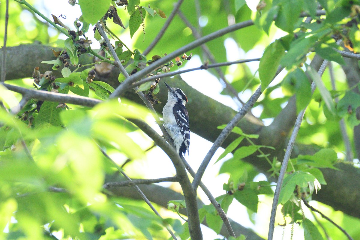 Hairy Woodpecker (Eastern) - ML611326073