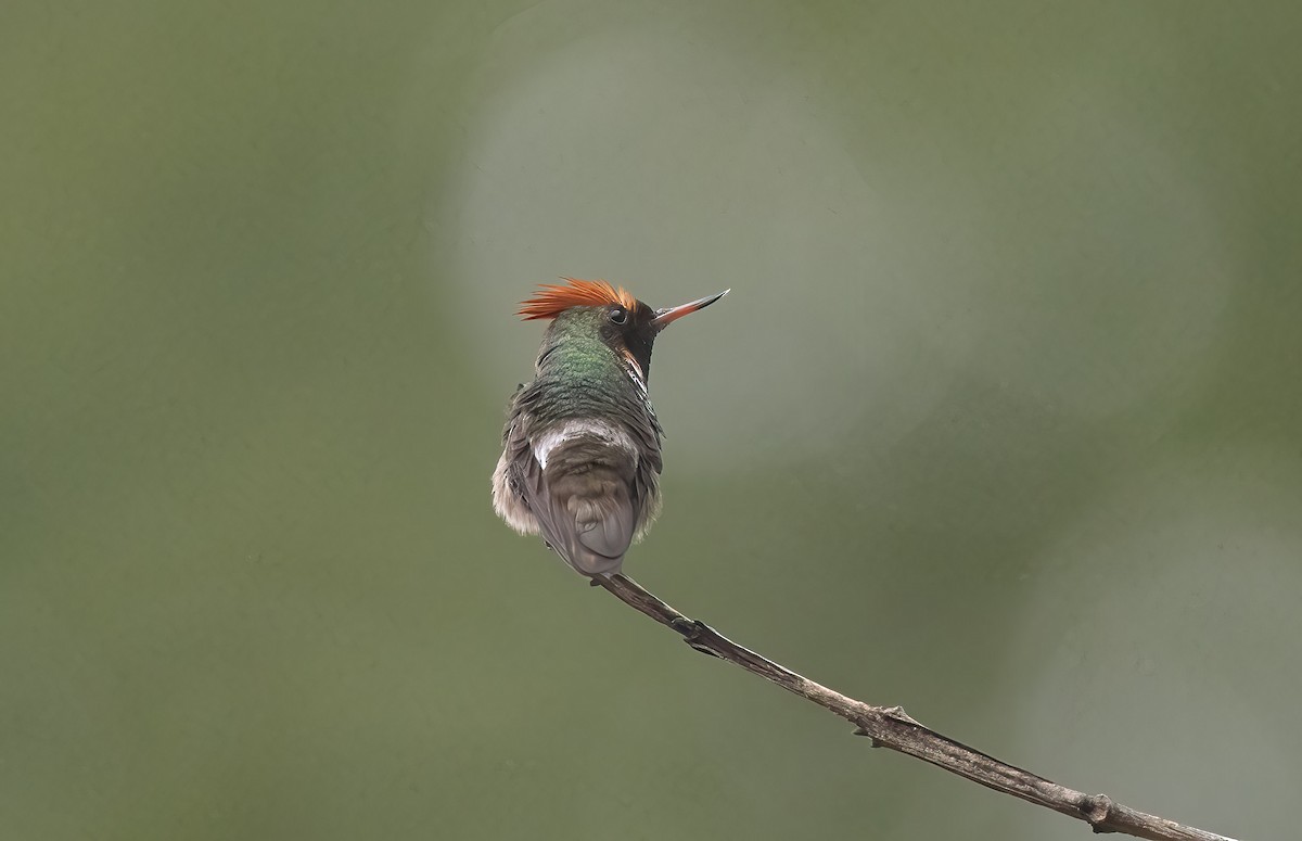 Frilled Coquette - ML611326092