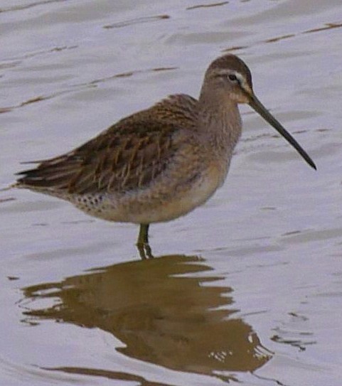 Long-billed Dowitcher - ML611326294