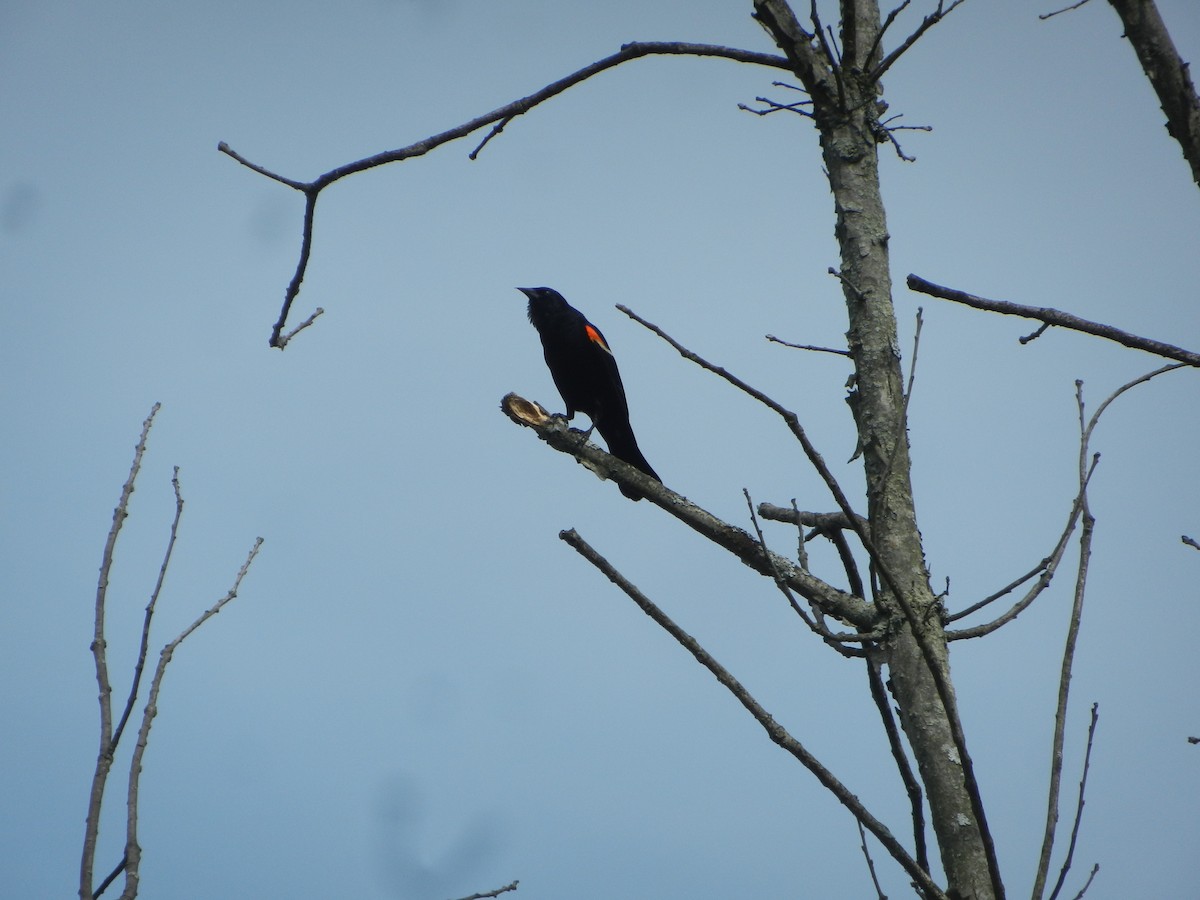 Red-winged Blackbird - ML61132631