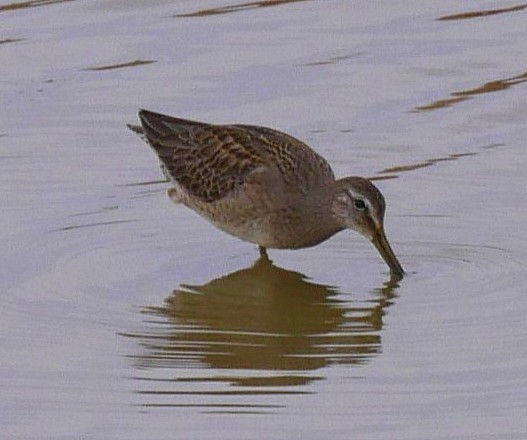 Long-billed Dowitcher - ML611326401