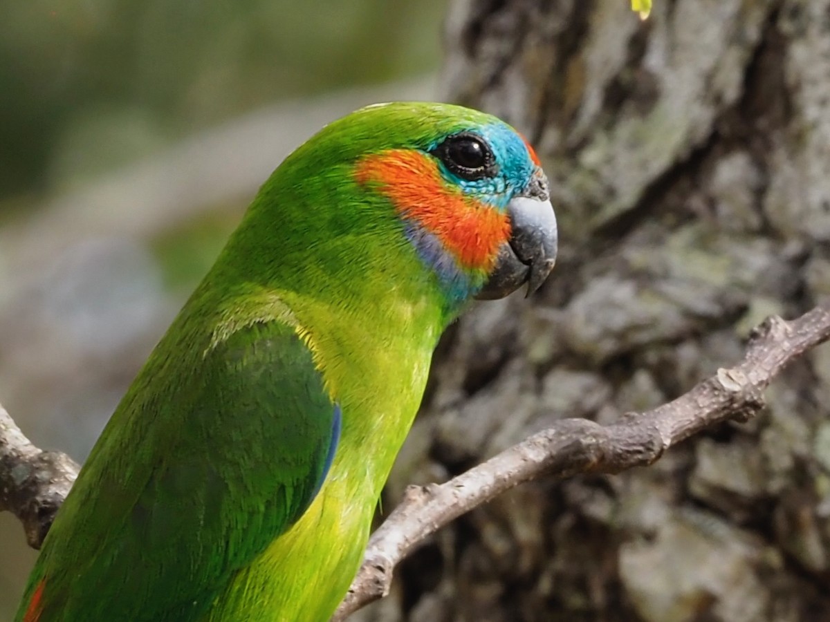 Double-eyed Fig-Parrot (Double-eyed) - ML611326812
